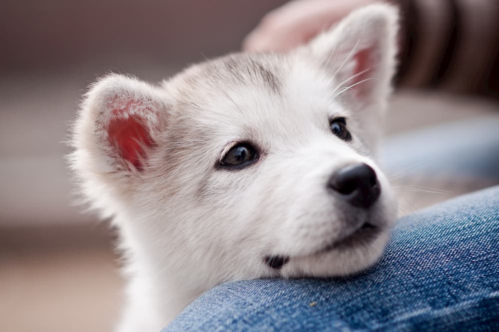 Puppy head on owner's leg