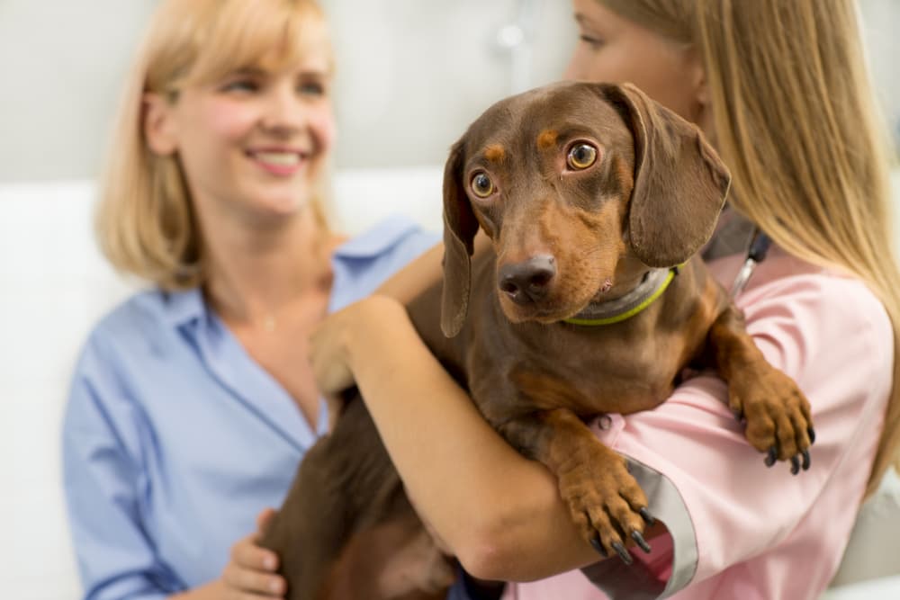 Pet parent and vet with dog