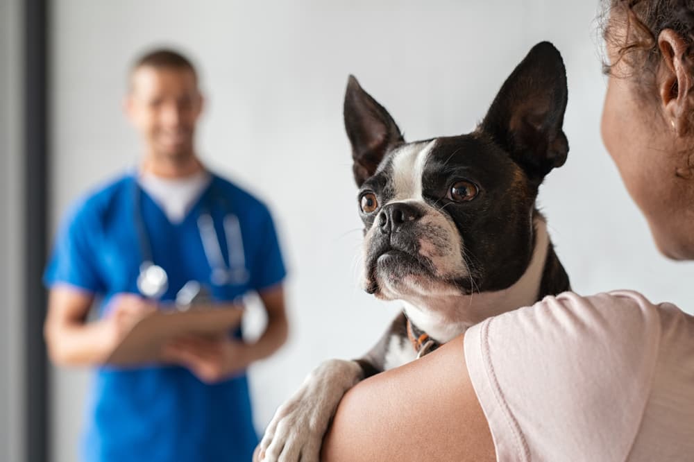 Why Is My Dog’s Poop White?