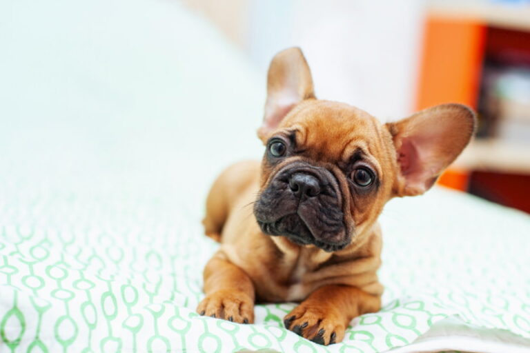 French Bulldog puppy on bed