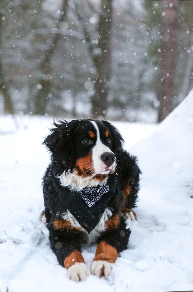 Bernese Mountain Dog in the snow