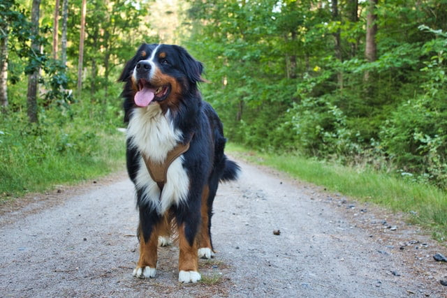 Bernese dog on dirt road