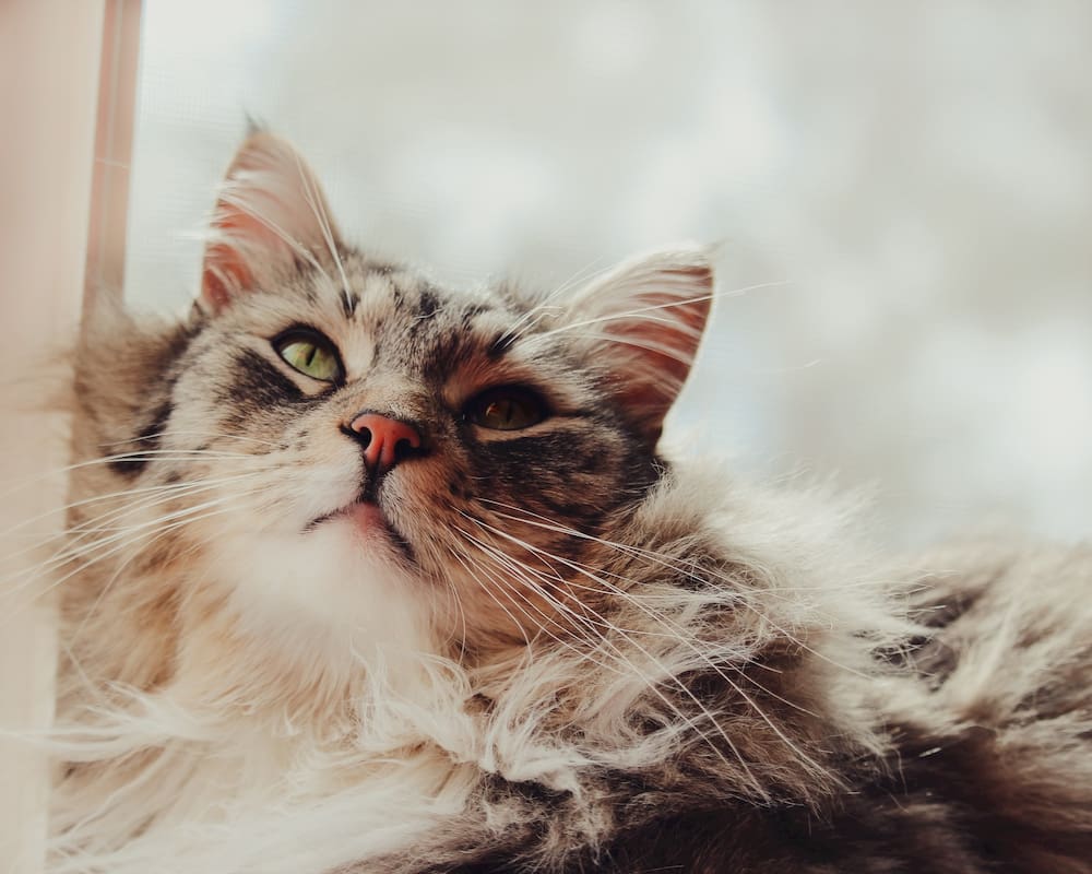 Maine Coon cat looking up