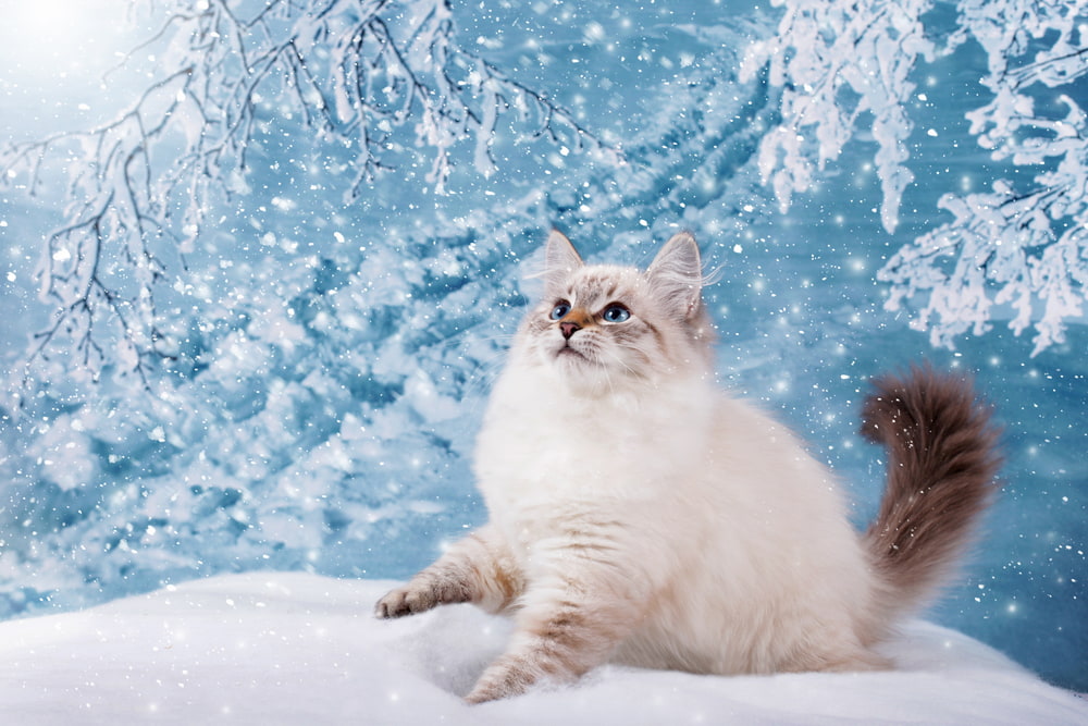 153 Disney Cat Names for Your Fairytale Feline