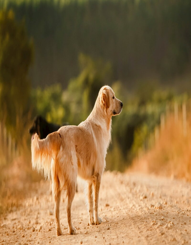 Golden retriever on dirt road