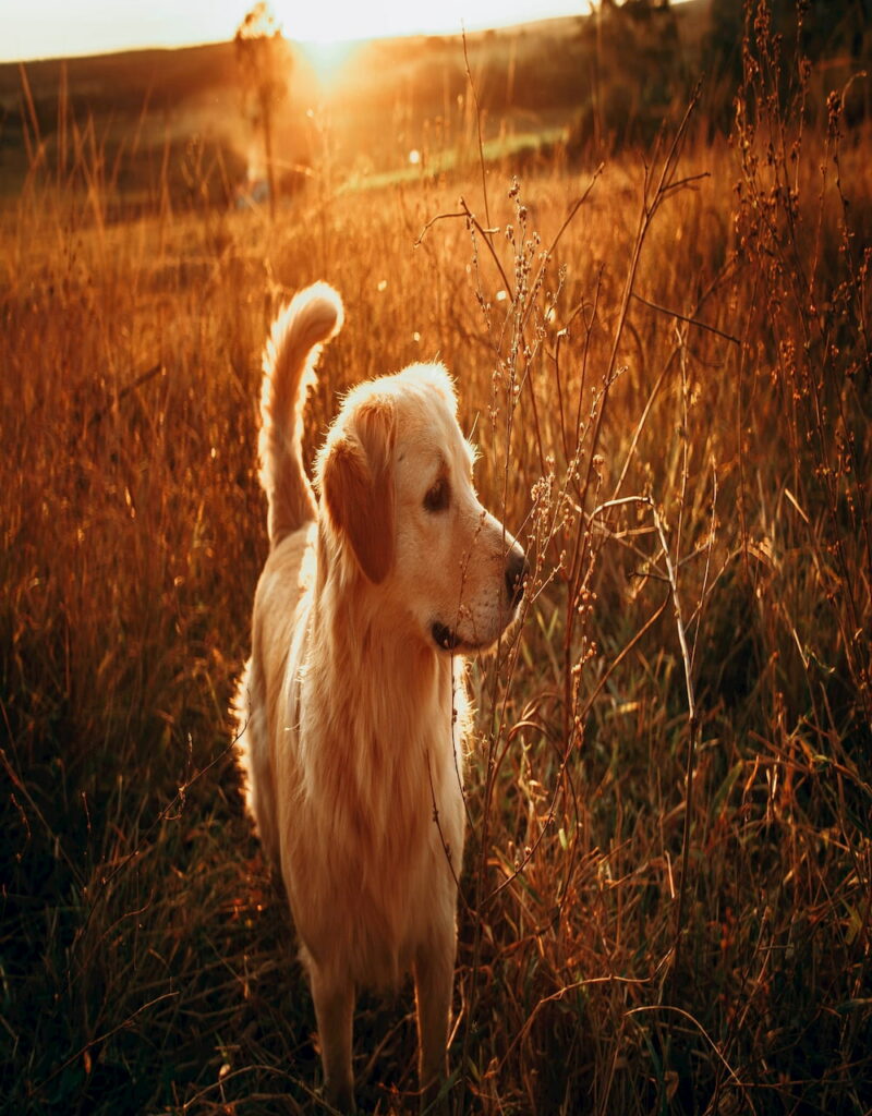 Golden Retriever in flower field