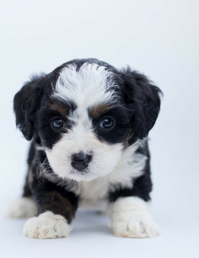 Cute Bernedoodle puppy in studio