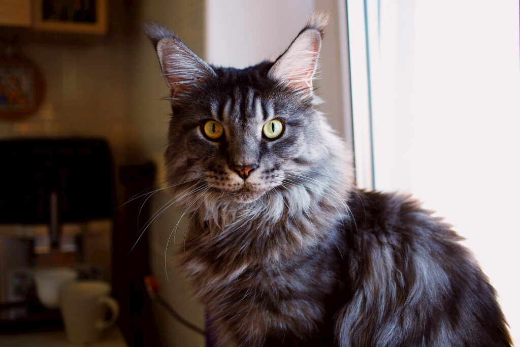 Maine Coon cat with yellow eyes