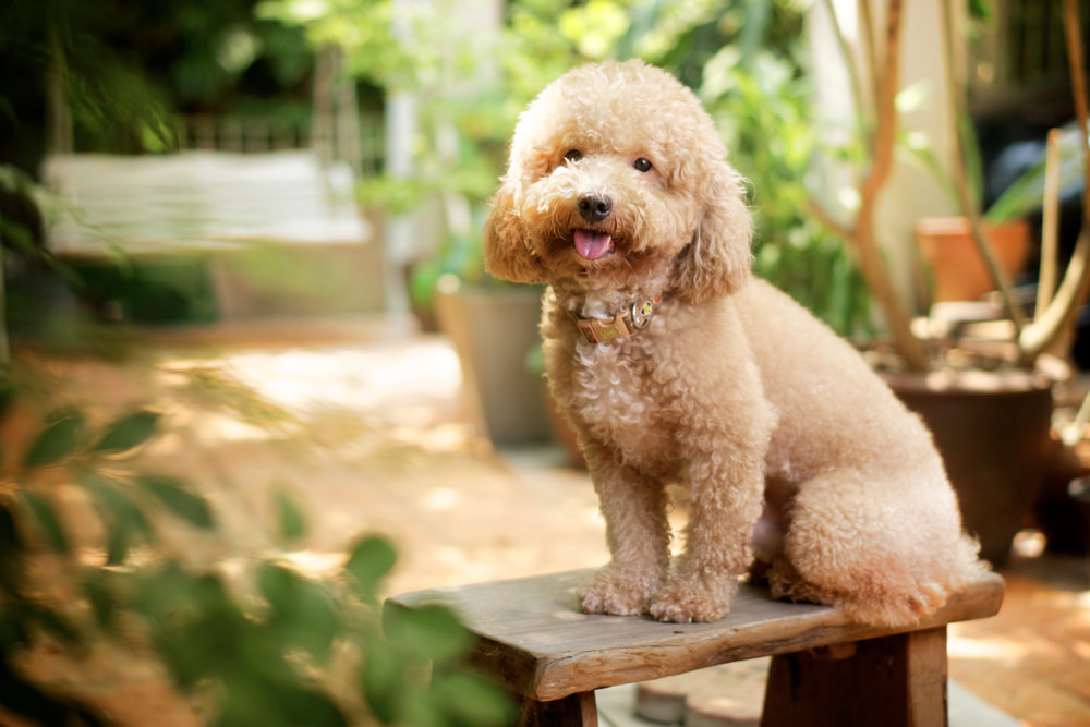 Photo of a Poodle dog outside