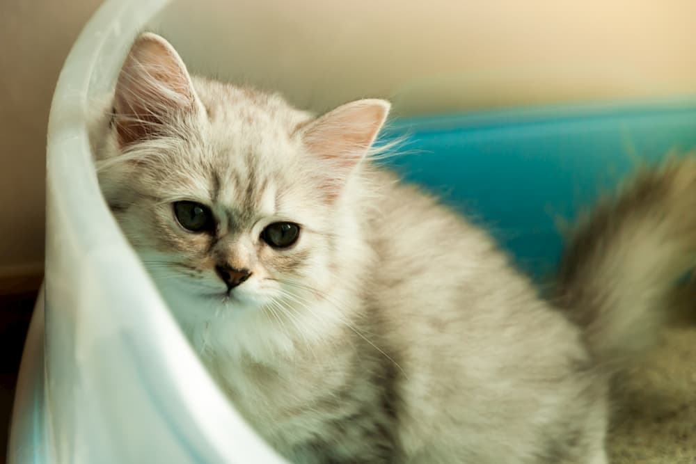 Cat at home in own space