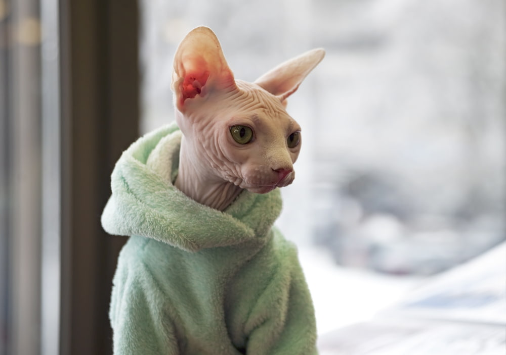 Cute Sphynx cat in green hoodie