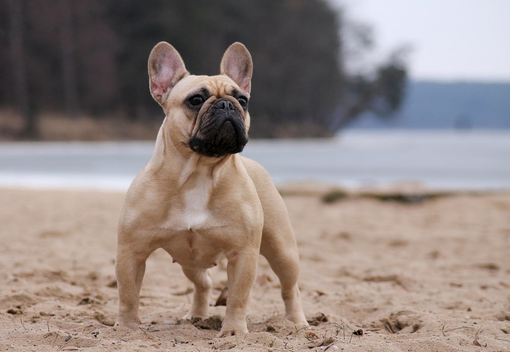 French Bulldog posing on beach
