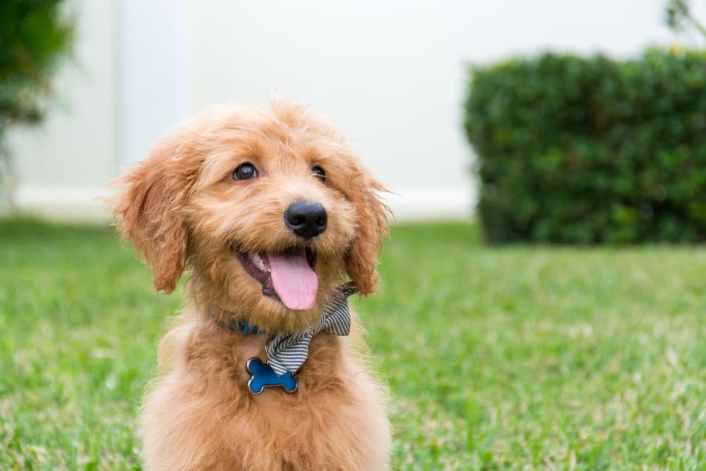Goldendoodle puppy smiling