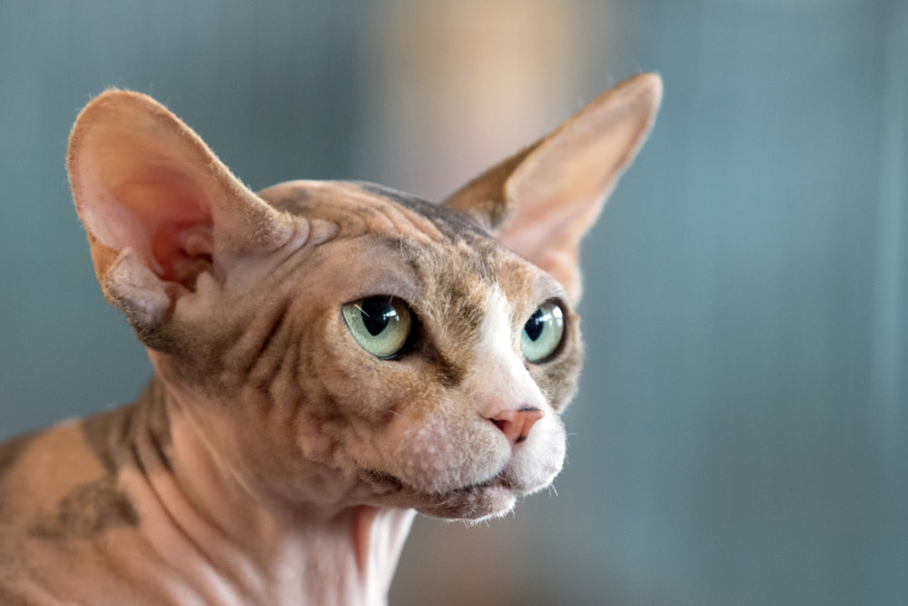 Closeup of Sphynx cat