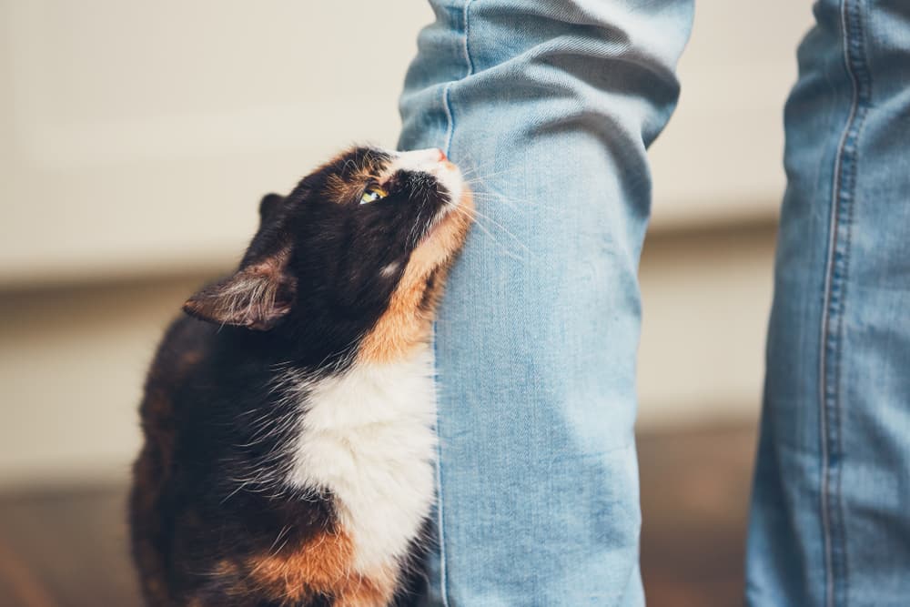 Cat rubbing on owner's leg
