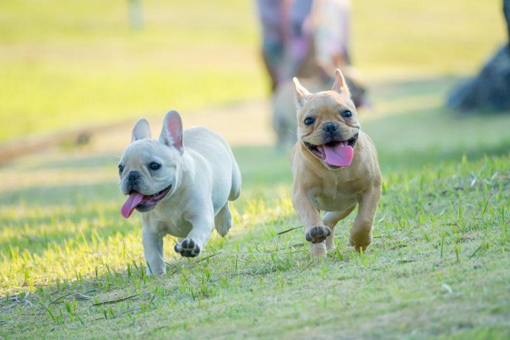 French Bulldog friends running at park