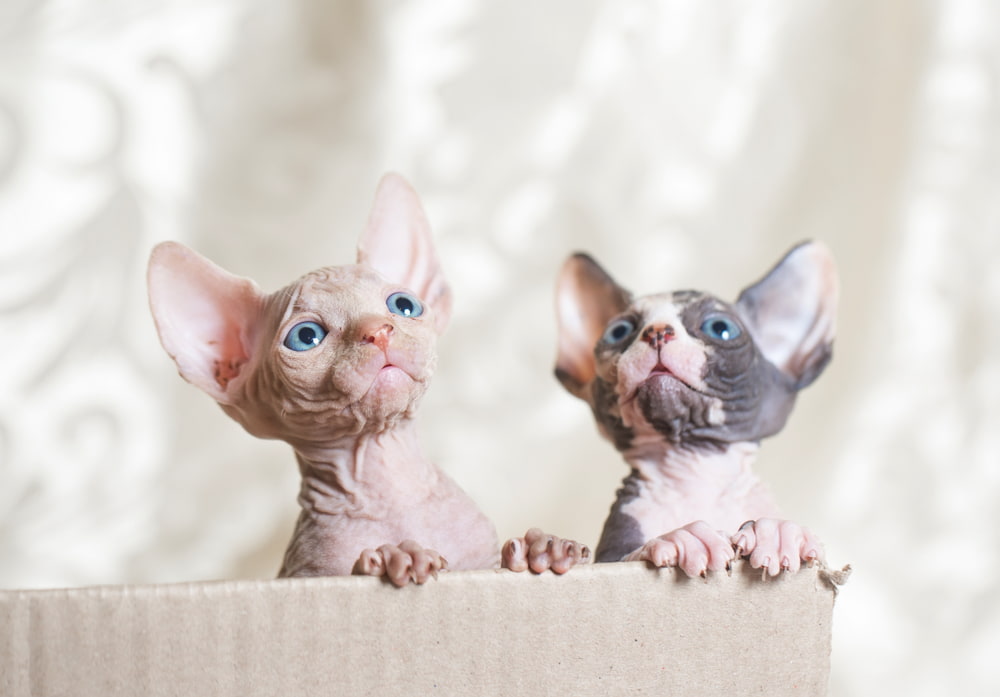Two baby Sphynx cats