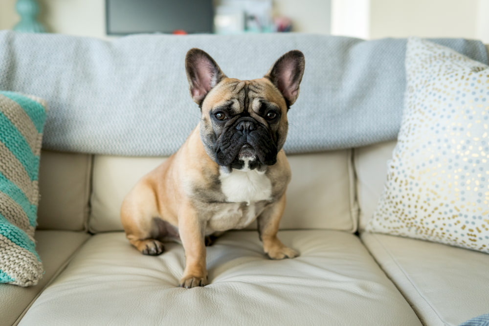 Frenchie sitting on sofa at home