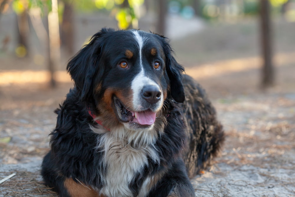Smiling Bernese Mountain dog outside