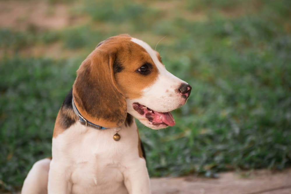 Beagle puppy playing in the garden