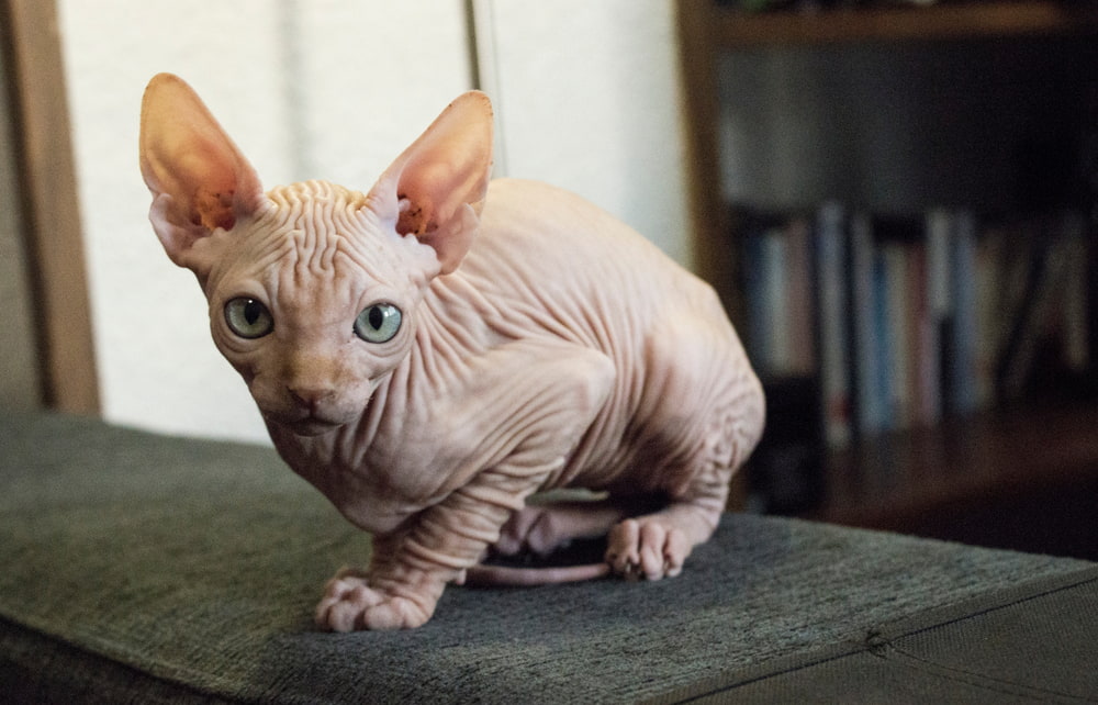 Wrinkly Sphynx cat