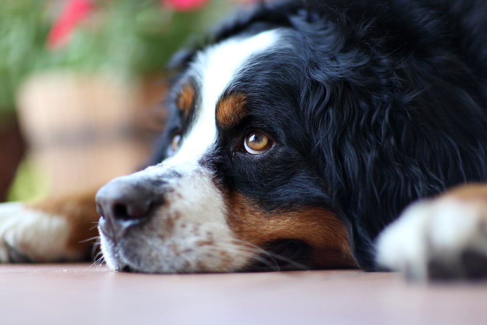 Bernese Mountain Dog lying down