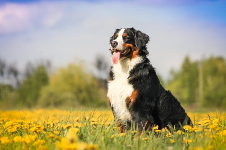 Bernese Mountain Dog in field of flowers