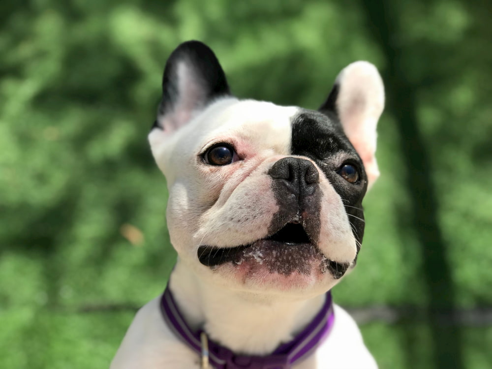 French Bulldog barking