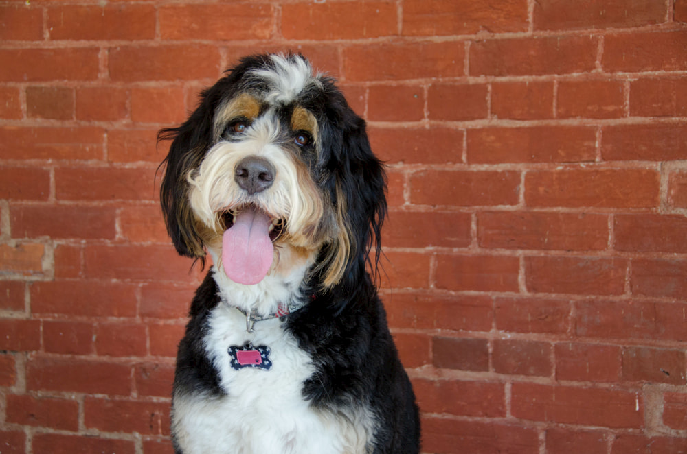 Smiling Bernedoodle by brick wall