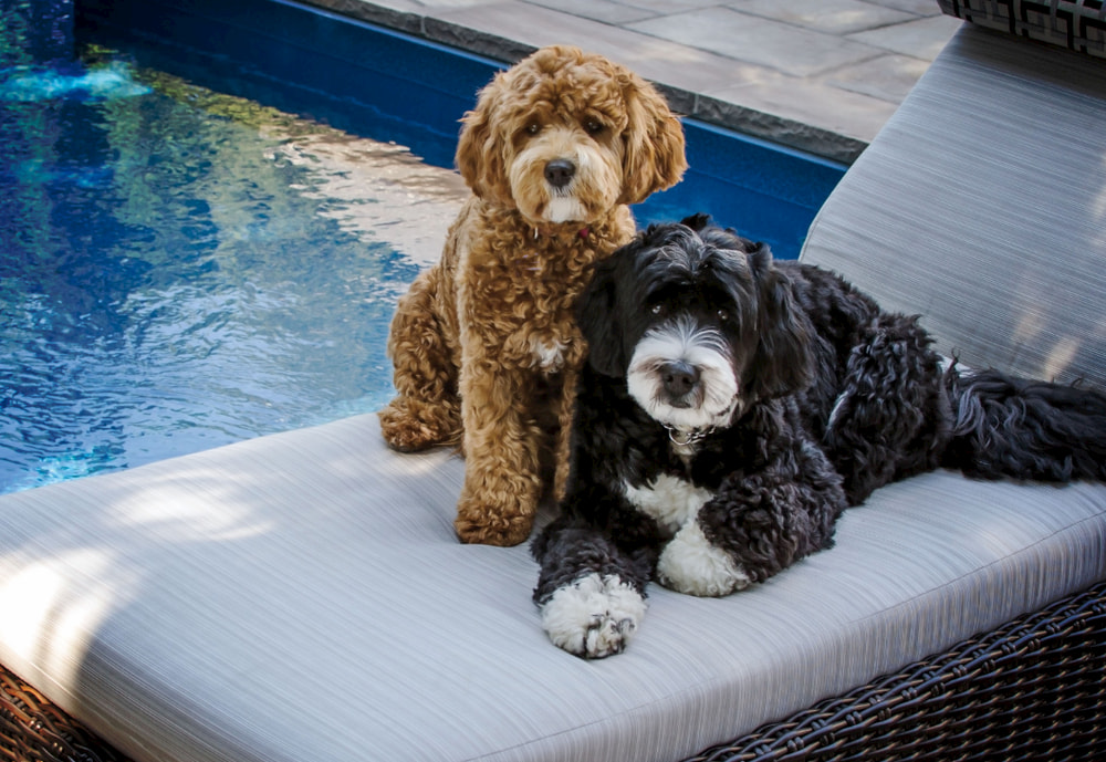 Two different types of Bernedoodles by pool