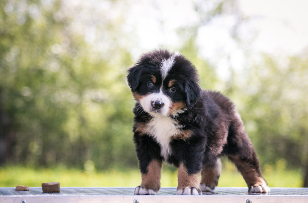 Bernese puppy looking at camera