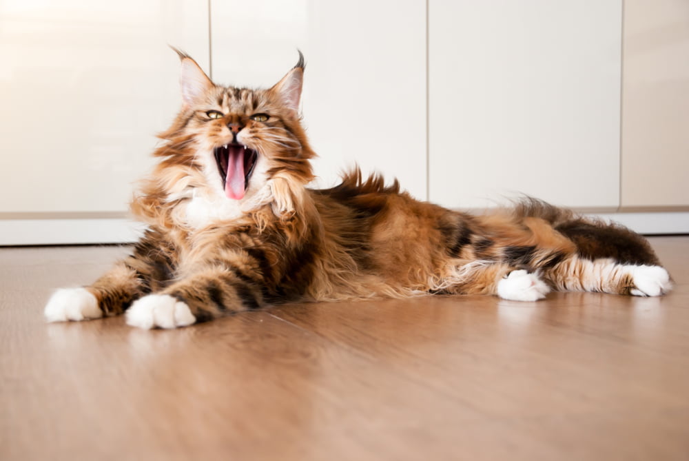 Maine Coon cat yawning