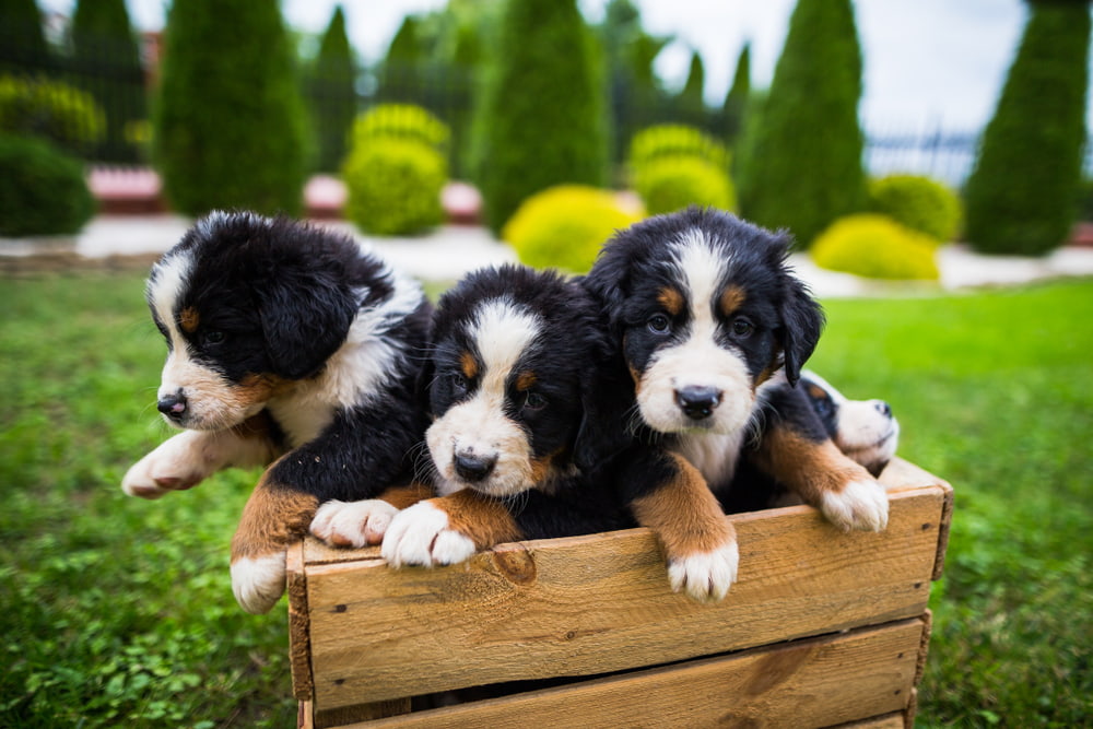 Cute Bernese puppies in wooden crate