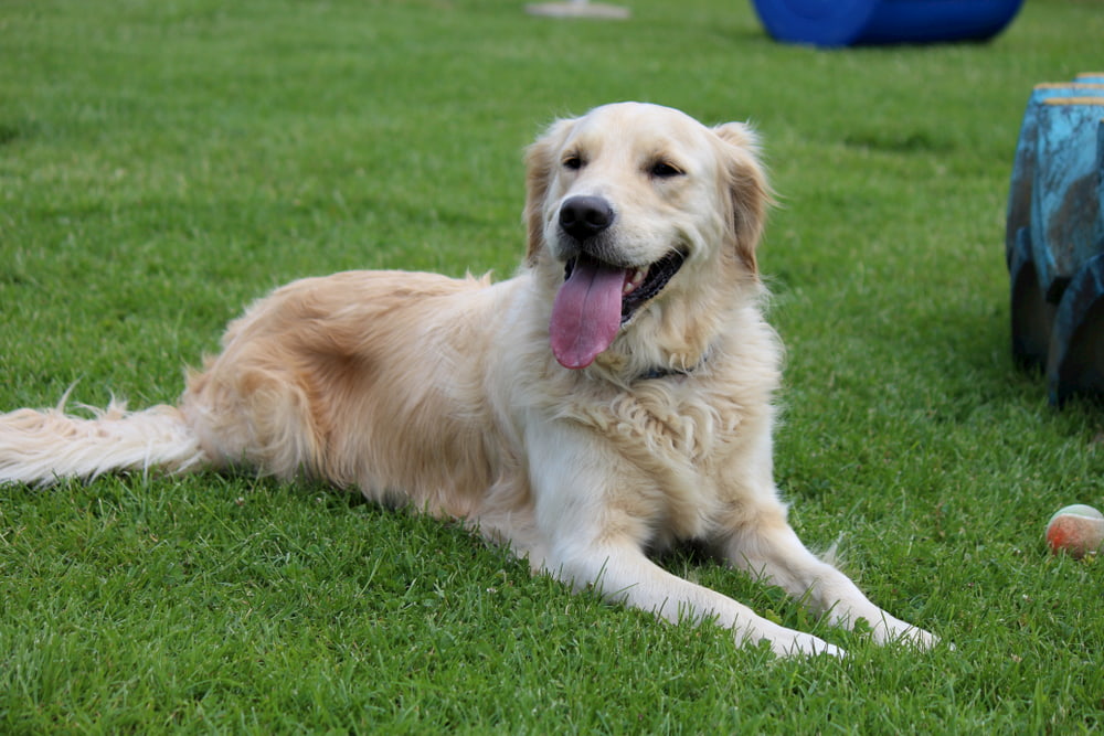 Adult Golden Retriever lying on grass