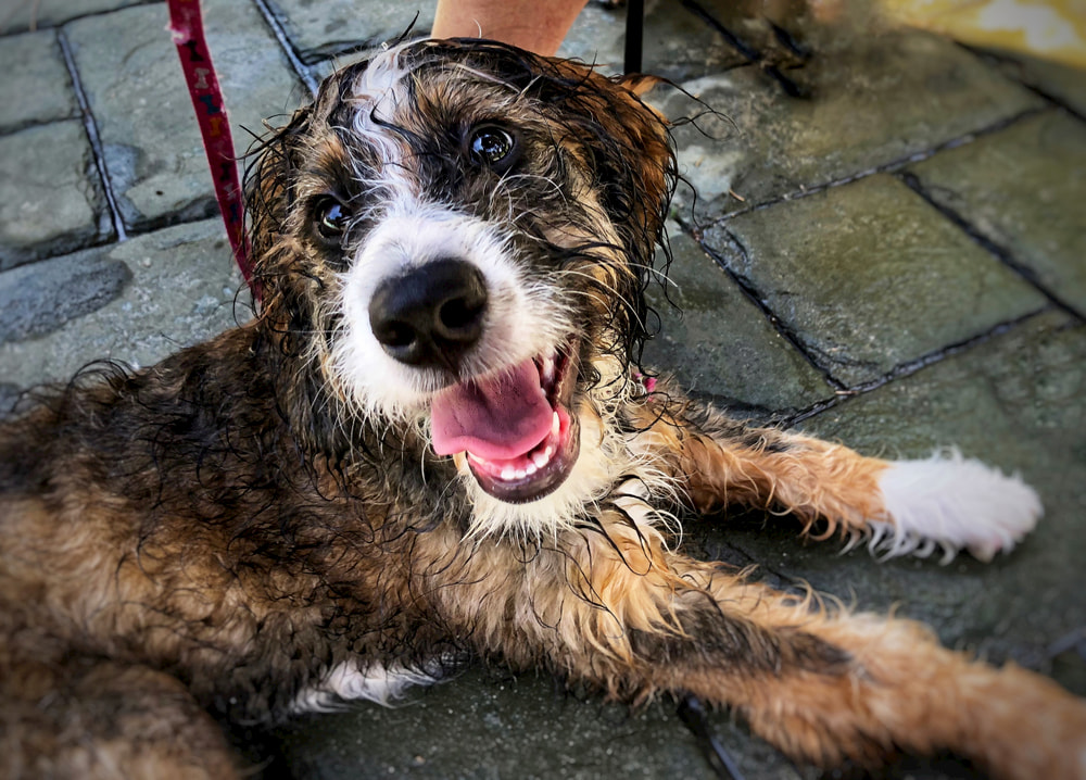 Wet Bernedoodles drying off outside
