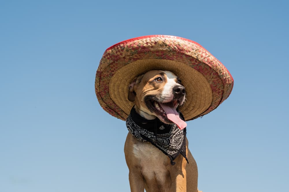 dog wearing a sombrero