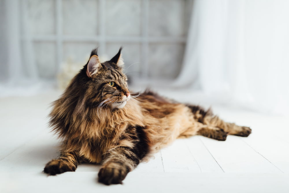 Maine Coon cat lying near window