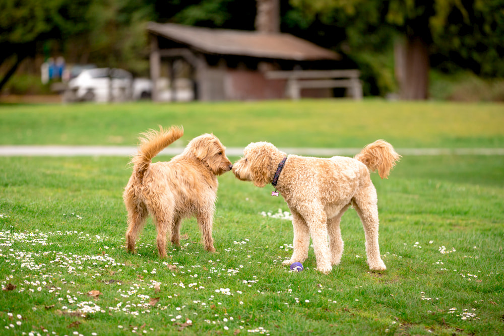 Two dogs getting along outside