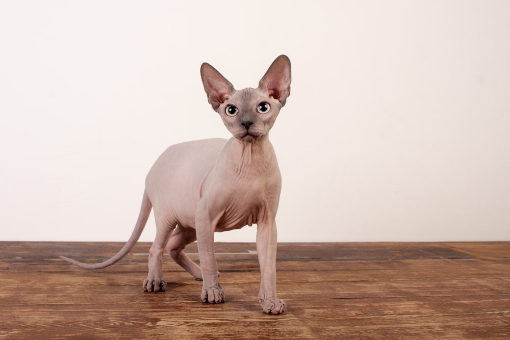 Tan Sphynx cat on table