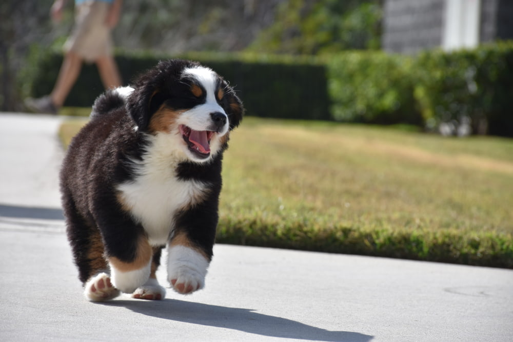 Bernese Mountain Dog puppy running