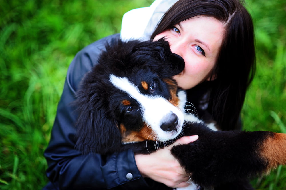 Woman hugging a Bernese Mountain Dog
