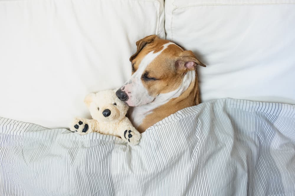 Melatonin for Dogs: Can They Have It?