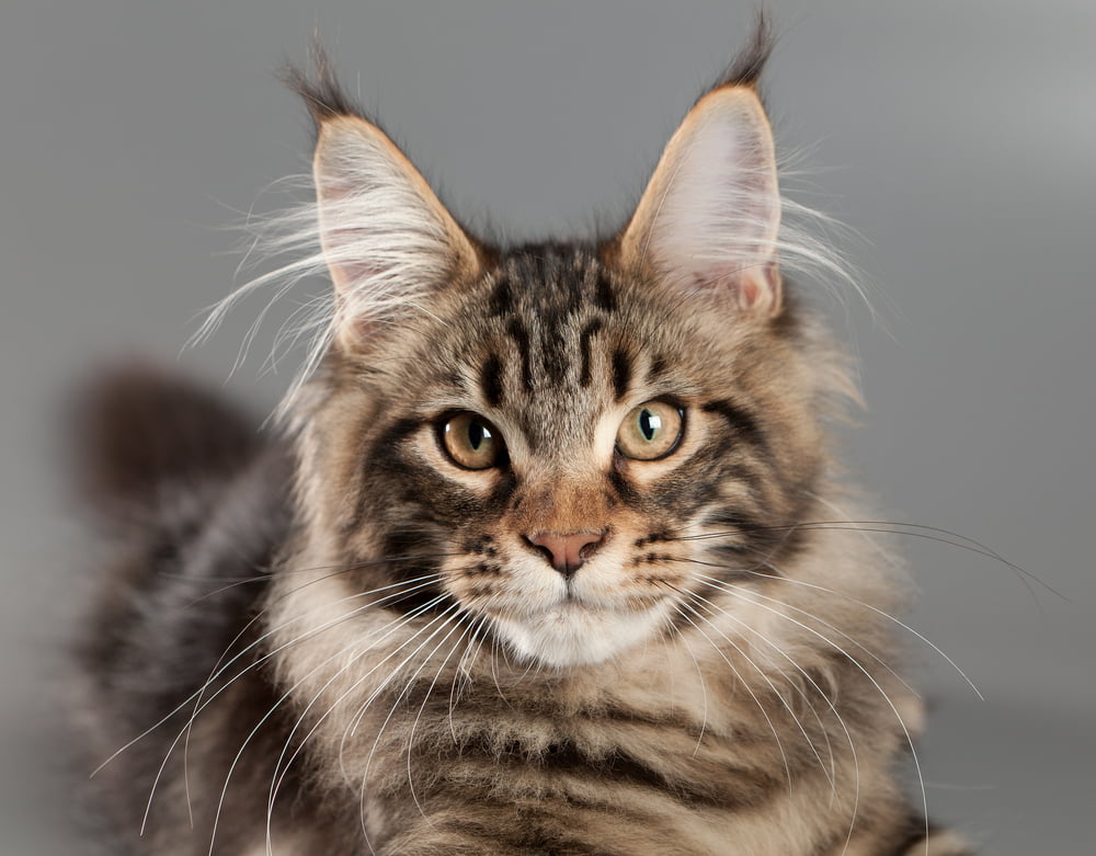 Maine Coon kitten