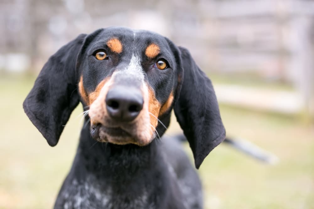 Dog looking up to owner with corner of mouth upturned