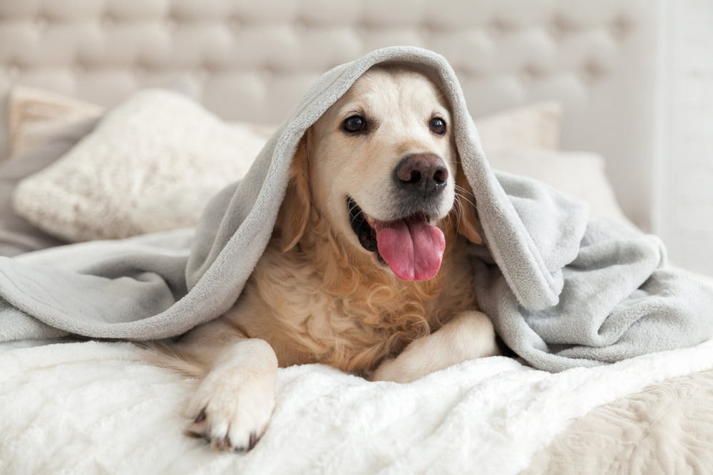 Golden Retriever under blanket on bed