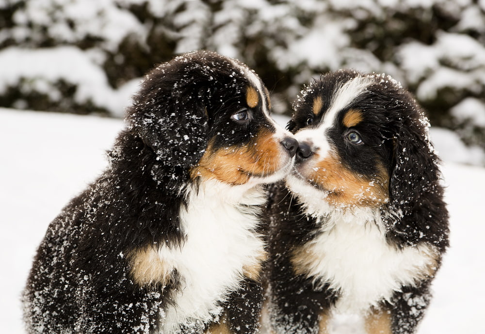 Sweet Bernese Mountain Dog puppies in snow