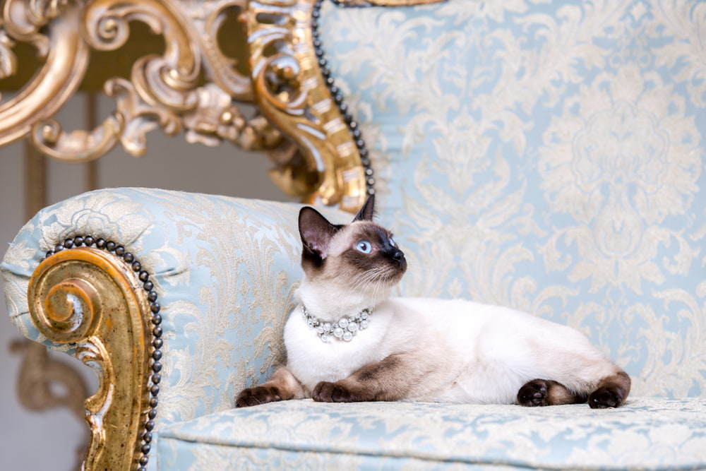 Regal looking cat on fancy chair