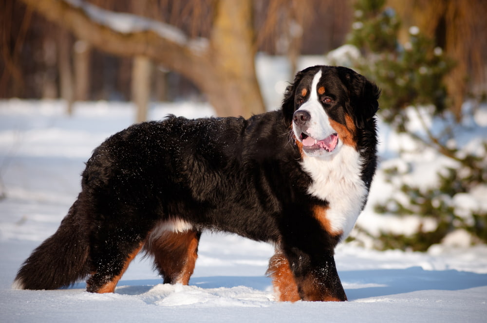 Bernese Mountain Dog enjoying the snow