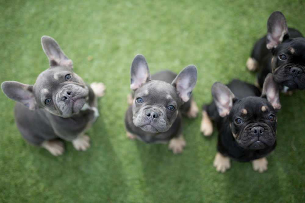 Three blue French Bulldog puppies