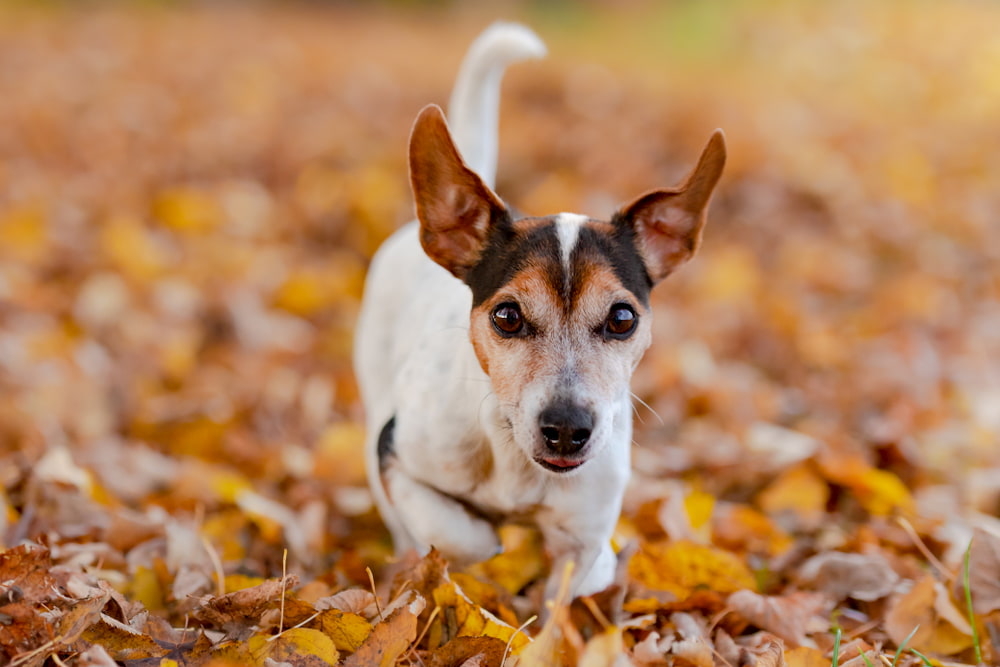 Glucosamine for Dogs: Supporting Hip and Joint Health